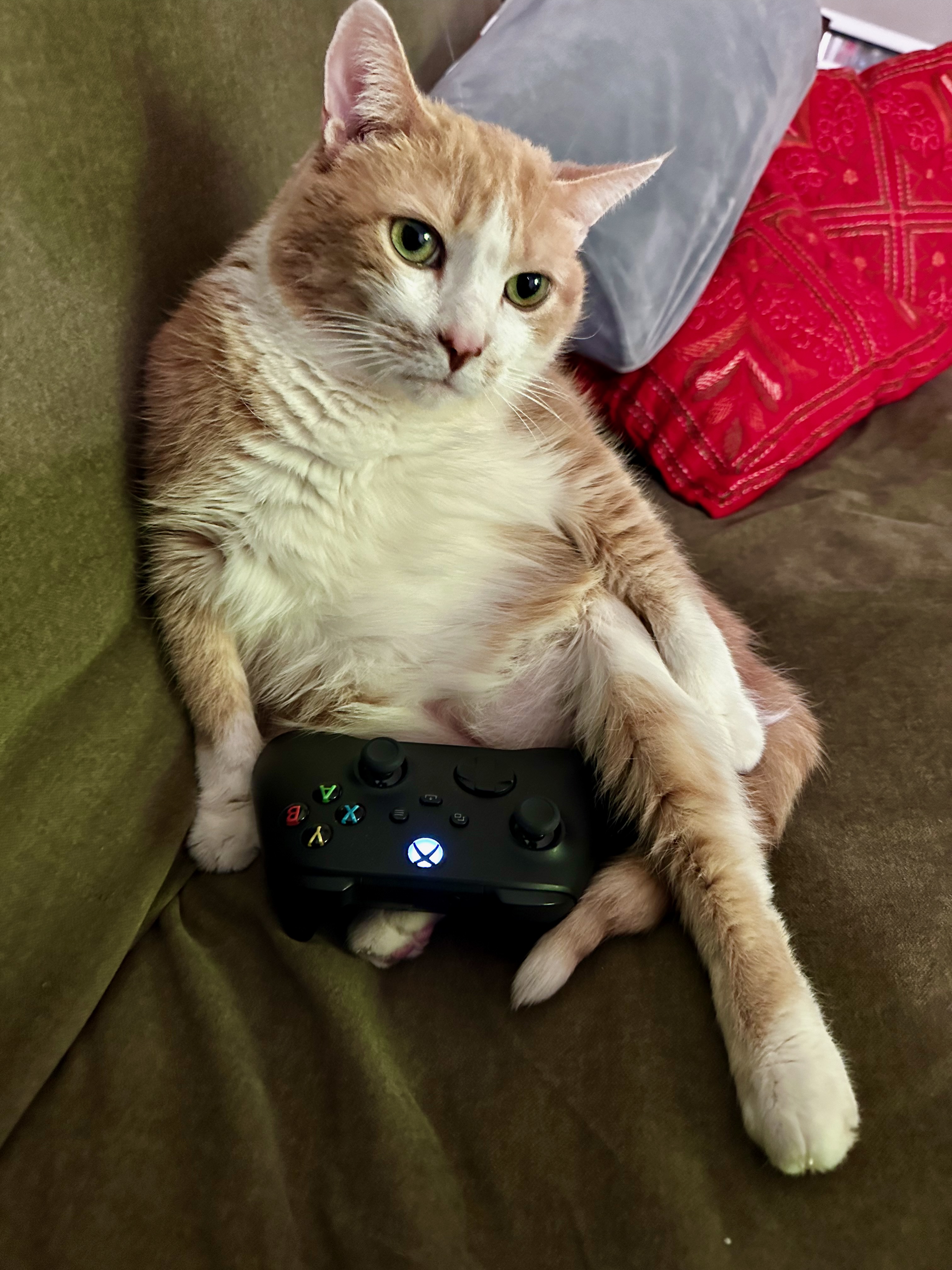 Un chat assis sur un canapé avec une manette de jeu vidéo.